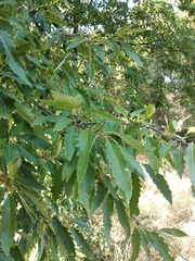 Quercus castaneifolia