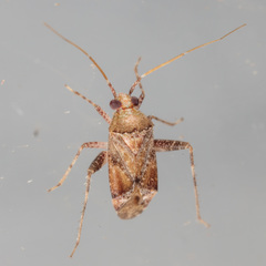Phytocoris breviusculus