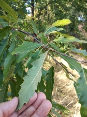 Quercus castaneifolia
