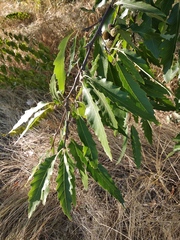 Quercus castaneifolia