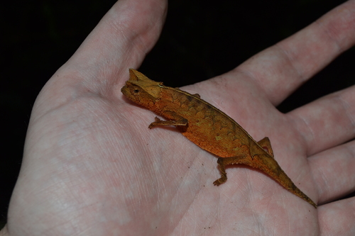 Perinet Leaf Chameleon