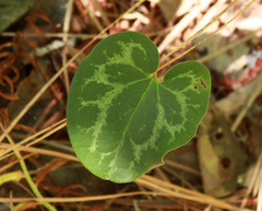 Hexastylis virginica