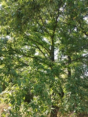 Quercus castaneifolia