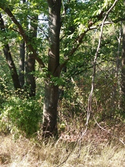 Quercus castaneifolia