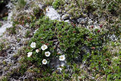 Potentilla clusiana