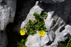 Potentilla brauniana