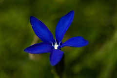 Gentiana bavarica