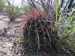 Hamatocactus hamatacanthus hamatacanthus
