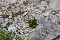 Mutellina purpurea