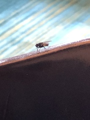 Musca domestica