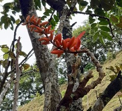 Erythrina poeppigiana