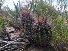 Hamatocactus hamatacanthus hamatacanthus