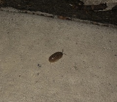 Armadillidium vulgare