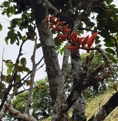 Erythrina poeppigiana