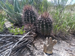 Hamatocactus hamatacanthus hamatacanthus