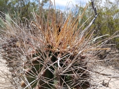 Hamatocactus hamatacanthus hamatacanthus