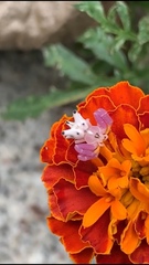 Epicadus heterogaster