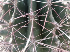 Hamatocactus hamatacanthus hamatacanthus