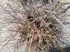 Hamatocactus hamatacanthus hamatacanthus