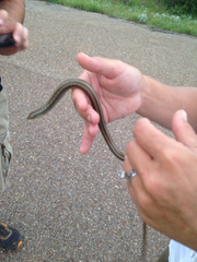 Ophisaurus attenuatus