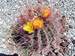 Hamatocactus hamatacanthus hamatacanthus