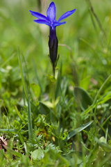 Gentiana bavarica