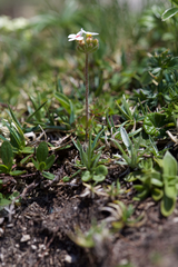 Androsace chamaejasme