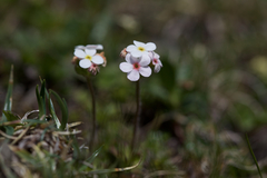 Androsace chamaejasme