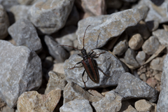 Oxymirus cursor