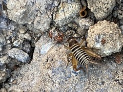 Gryllus lineaticeps