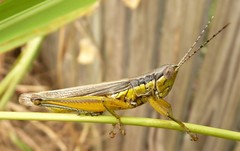 Bermius odontocercus