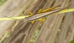 Bermius odontocercus