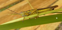 Bermius odontocercus