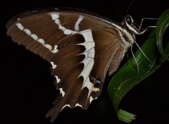 Papilio delalandei