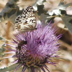 Melanargia occitanica