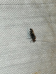 Cerastipsocus trifasciatus