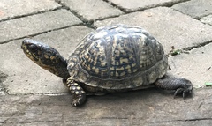 Terrapene carolina carolina