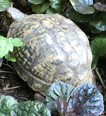 Terrapene carolina carolina