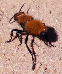 Dasymutilla stevensi