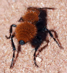 Dasymutilla stevensi