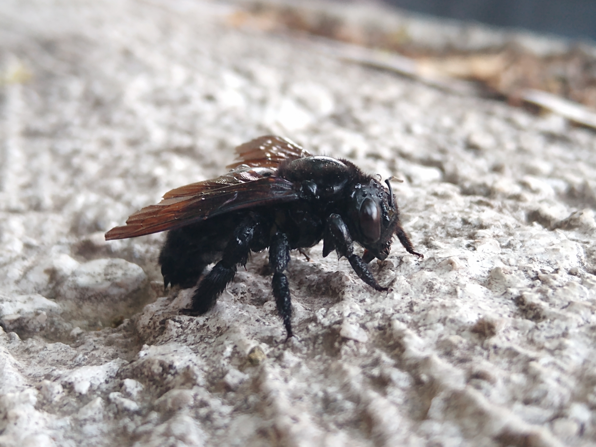Greater Antillean Carpenter (Xylocopa mordax) · iNaturalist
