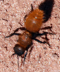 Dasymutilla stevensi