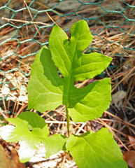 Nabalus serpentarius