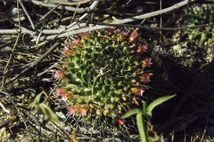 Mammillaria carnea
