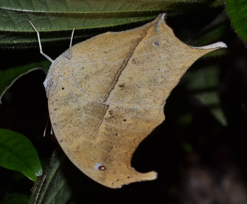 Madagascan Mother-of-pearl