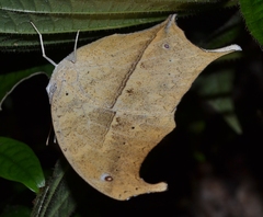 Protogoniomorpha duprei