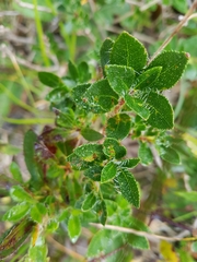 Rhododendron hirsutum