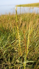 Sporobolus anglicus