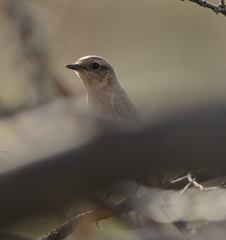 Saxicola maurus
