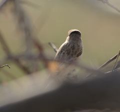 Saxicola maurus